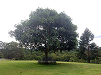 Advanced Trees PODIUM™ Ficus brachypoda 'BWNPOD' PBR