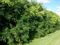 Advanced Trees SWEEPER® Waterhousea floribunda 'DOW20' PBR