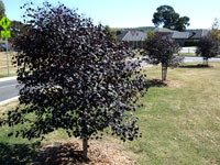 Advanced Trees VINTAGE RED™ Eucalyptus cladocalyx 'EUC78' PBR