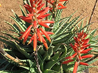 Sea Urchin™ Aloe hybrid 'ANDsea' PBR intended