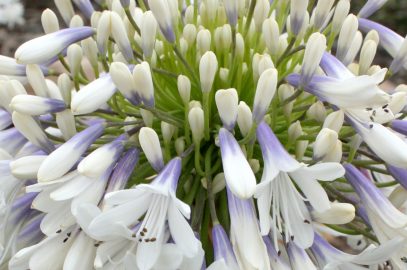 Agapanthus Plants And Varieties By Ozbreed