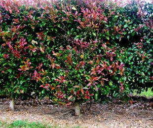 Image of Lilly pilly trees with groundcovers