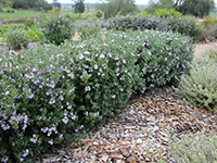 Aussie Box Westringia Plants by Ozbreed
