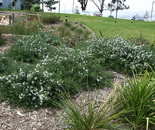 Mundi Westringia Plants by Ozbreed