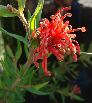 Cherry Cluster Grevillea by Ozbreed