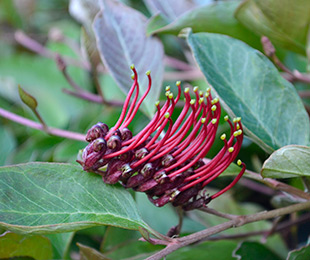 Down Under Grevillea by Ozbreed