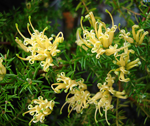 Gold Cluster Grevillea by Ozbreed