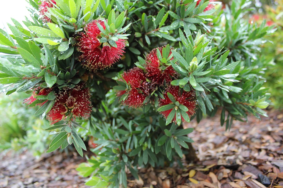 Better John™ Callistemon work perfectly for rockeries, borders or as a specimen ornamental shrub