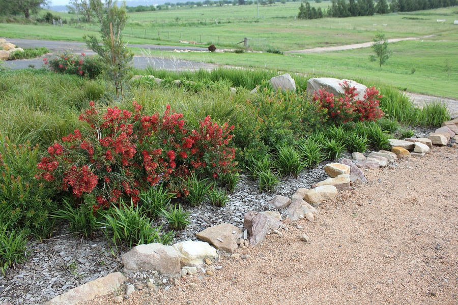 Flora Burst™ Callistemon viminalis will produce a stunning display of beautiful red flowers in spring