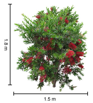 Macarthur™ Callistemon Plant Height Guide