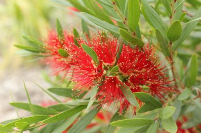 Macarthur™ Callistemon Viminalis Is A Gorgeous Low Maintenance Shrub Growing Up To 1.8m High By 1.5 M Wide