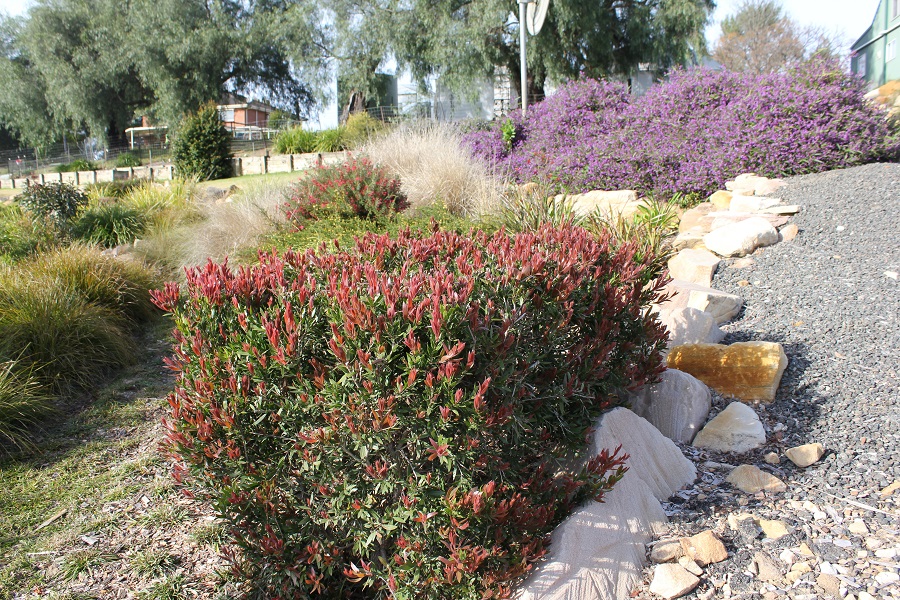 Red Alert™ Callistemon viminalis is another great choice for either hedging or as a specimen shrub