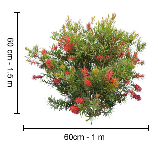 Scarlet Flame™ Callistemon Plant Height Guide