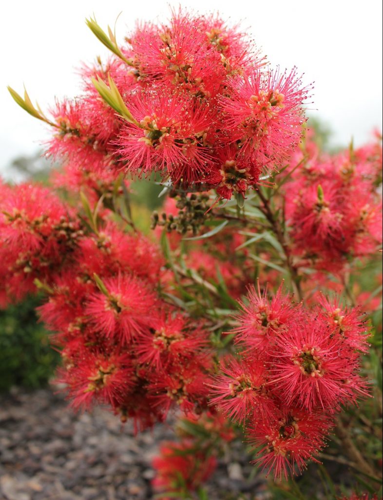 Scarlet Flame™ Callistemon work perfectly as small to medium sized shrubs