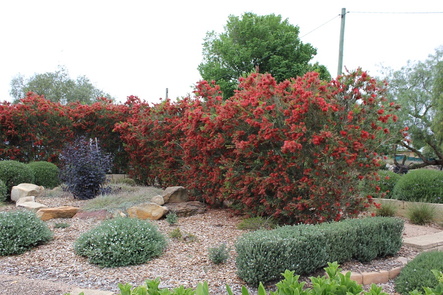 Slim™ Callistemon viminalis are a perfect choice for hedging especially in those tight, narrow spaces