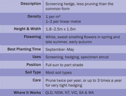 Growing Guide for Murraya Hedge
