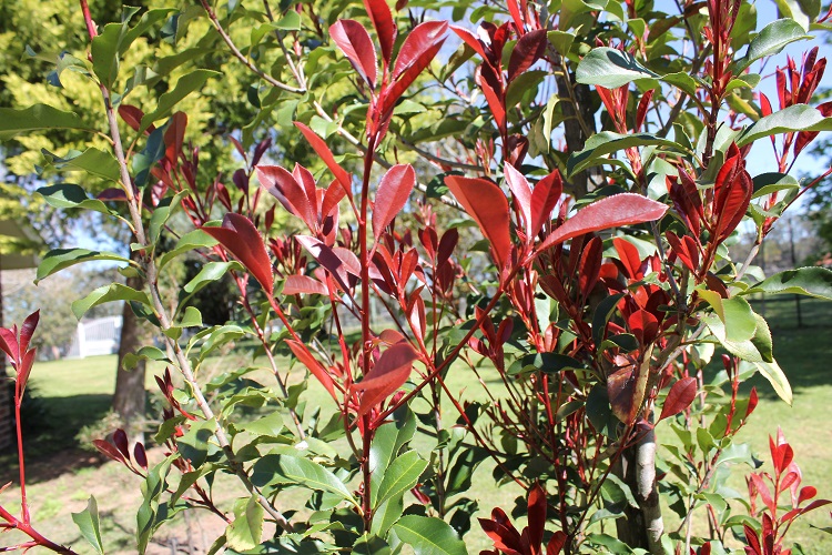 Photinia Hedge - Thin Red by Ozbreed