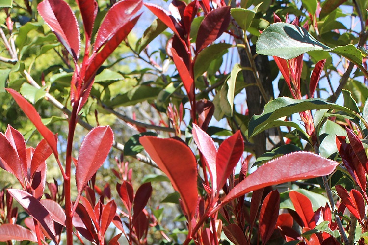 Photinias rapid growth and dense foliage