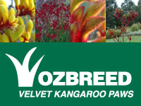 Velvet Kangaroo Paws