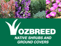 Native Shrubs and Groundcovers