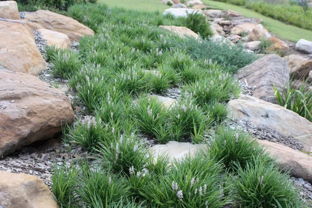 The compact weeping form and rapid growth rates of Liriopes makes them ideal for groundcover plants