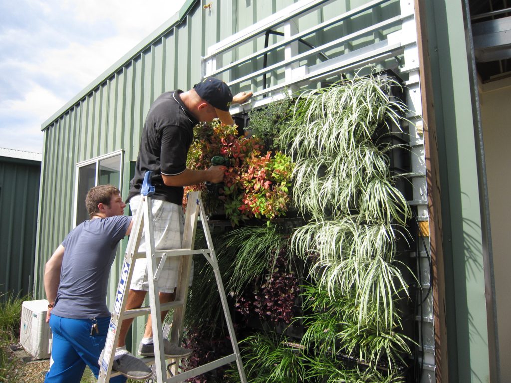 Green wall trial testing a variety of Ozbreed plants