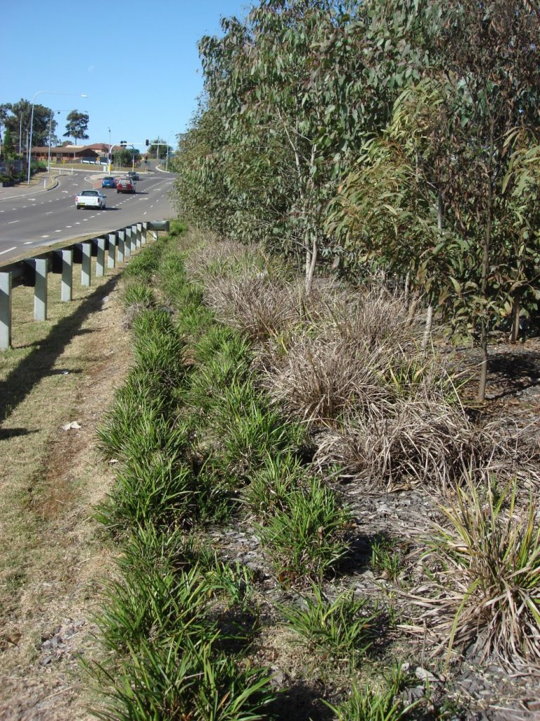 Little Jess™ Dianella (left) survived when common form (right) died in roadside trial