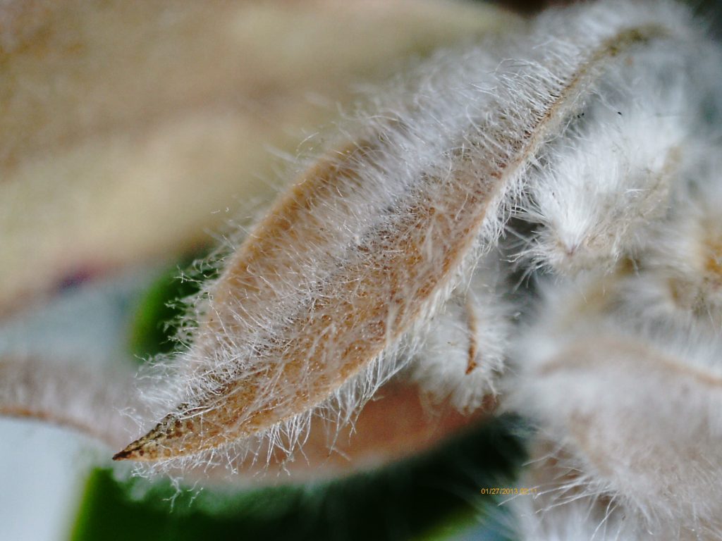 Microscopic view of hairy leaves on Better John Callistemon