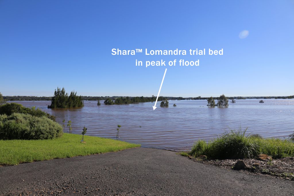 Shara lomandra in 2021 richmond flood