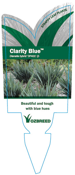 CLARITY BLUE™ Dianella is a tough clumping plant with clean blue foliage