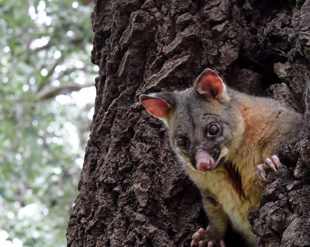 Tree hollows are important habitat for possums. You can put up a possum house to attract more visitors