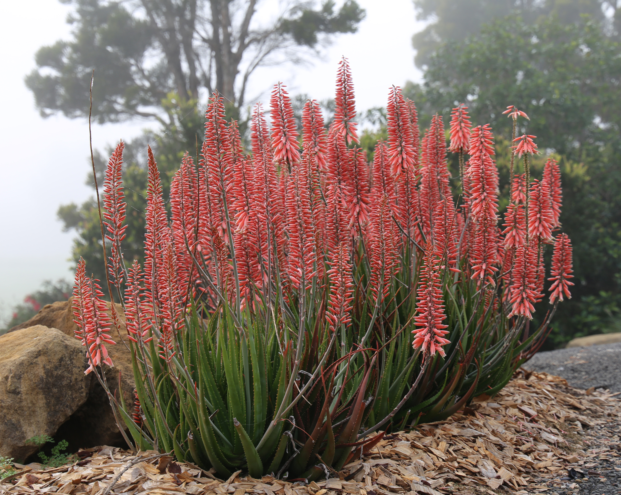 Mighty Coral™ Aloe attracts nectar feeding birds and insects