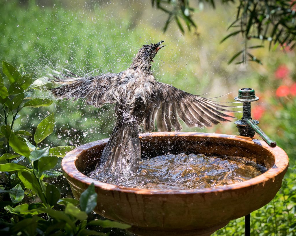 Small backyards can still attract visitors with small water features such as bird baths