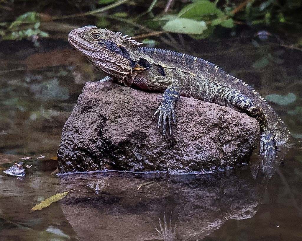 A pond attracts water loving wildlife such as this Eastern Water Dragon