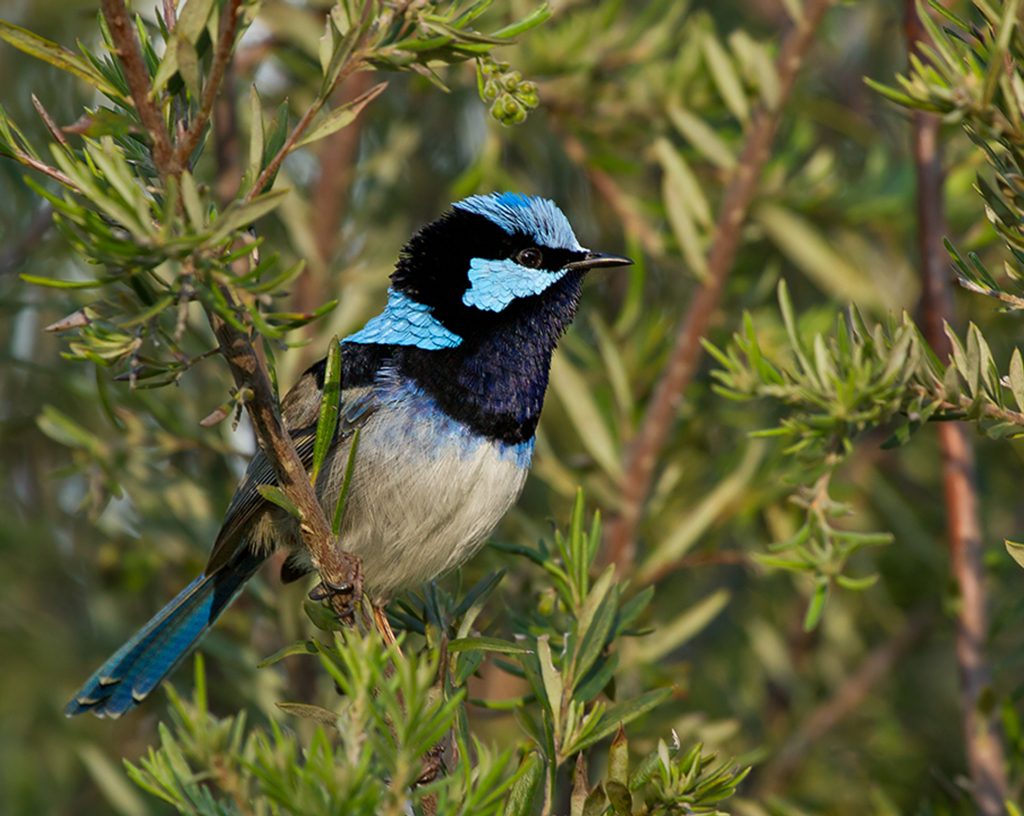 Small birds like this Superb Fairy Wren need dense bushes to feel safe in your backyard