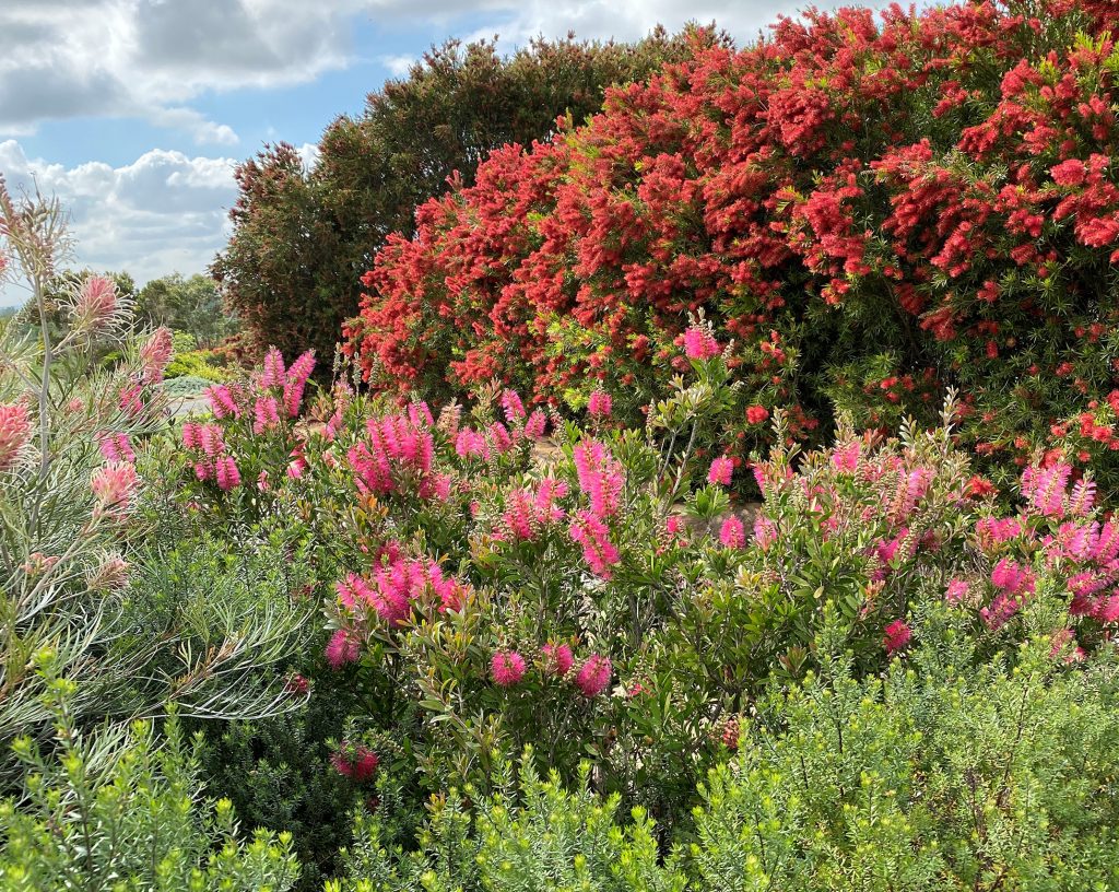 Dense shrubs like Westringias and Callistemons attract wildlife