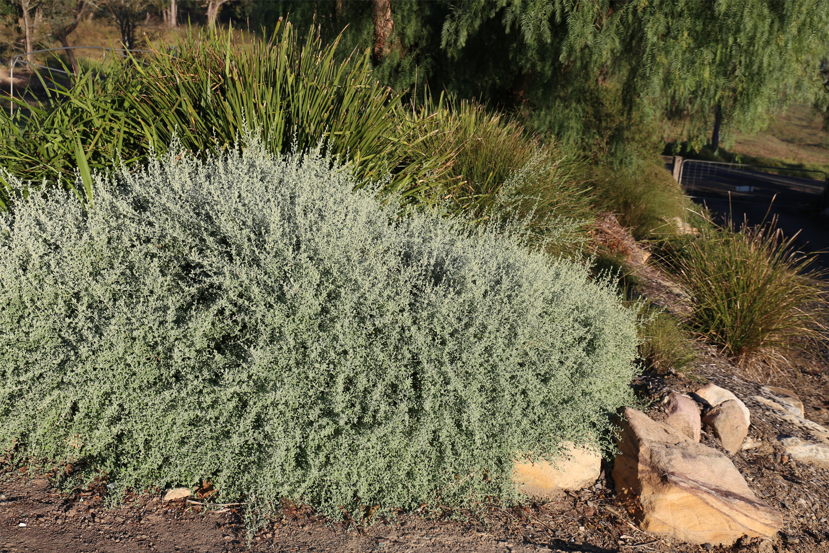 Aussie Flat Bush™ Rhagodia covers uneven ground with thick foliage