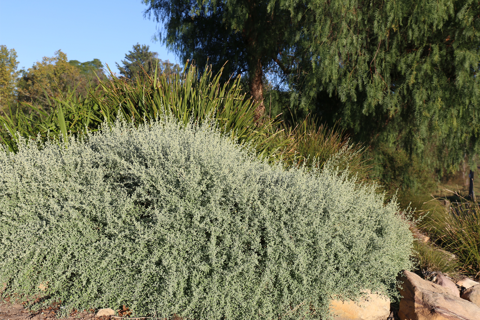 Aussie Flat Bush™ Rhagodia spinescens ‘SAB01’ PBR
