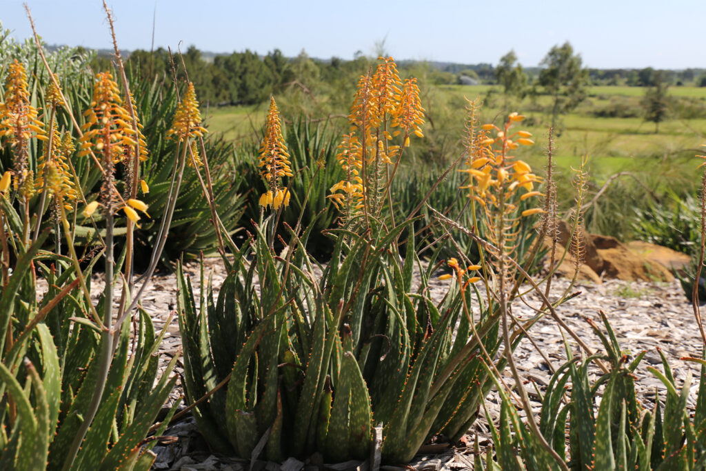 Mighty Gold™ Aloe hybrid ‘AL02’ PBR Intended