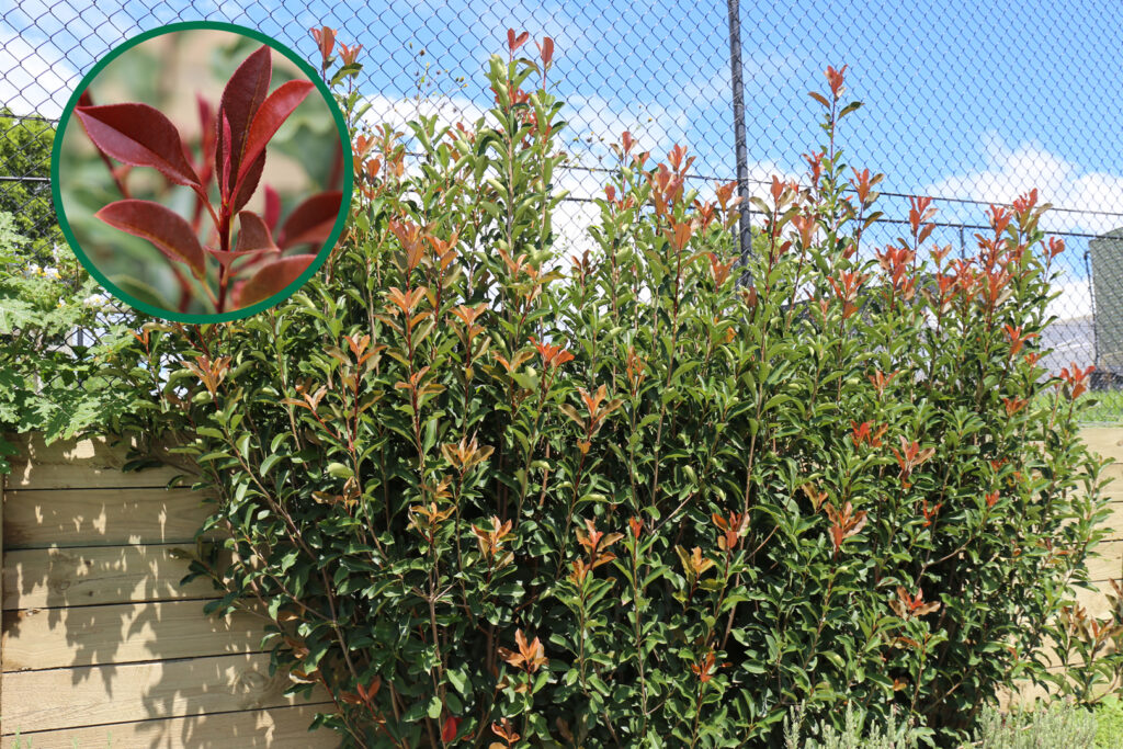 Thin Red™ Photinia x fraseri ‘NP01’ PBR Intended