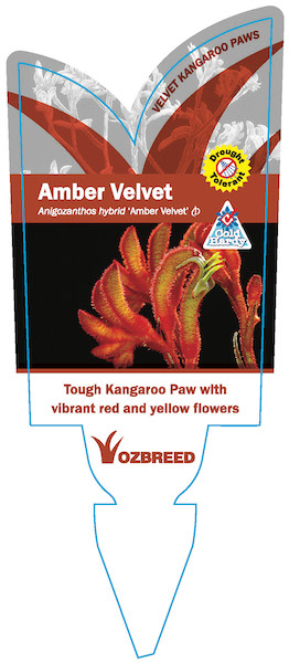 Amber Velvet Plant Label