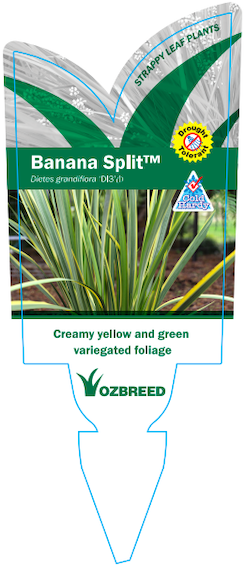 Banana Split Plant Label