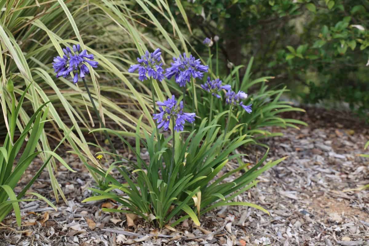 Bingo Blue plant in garden bed