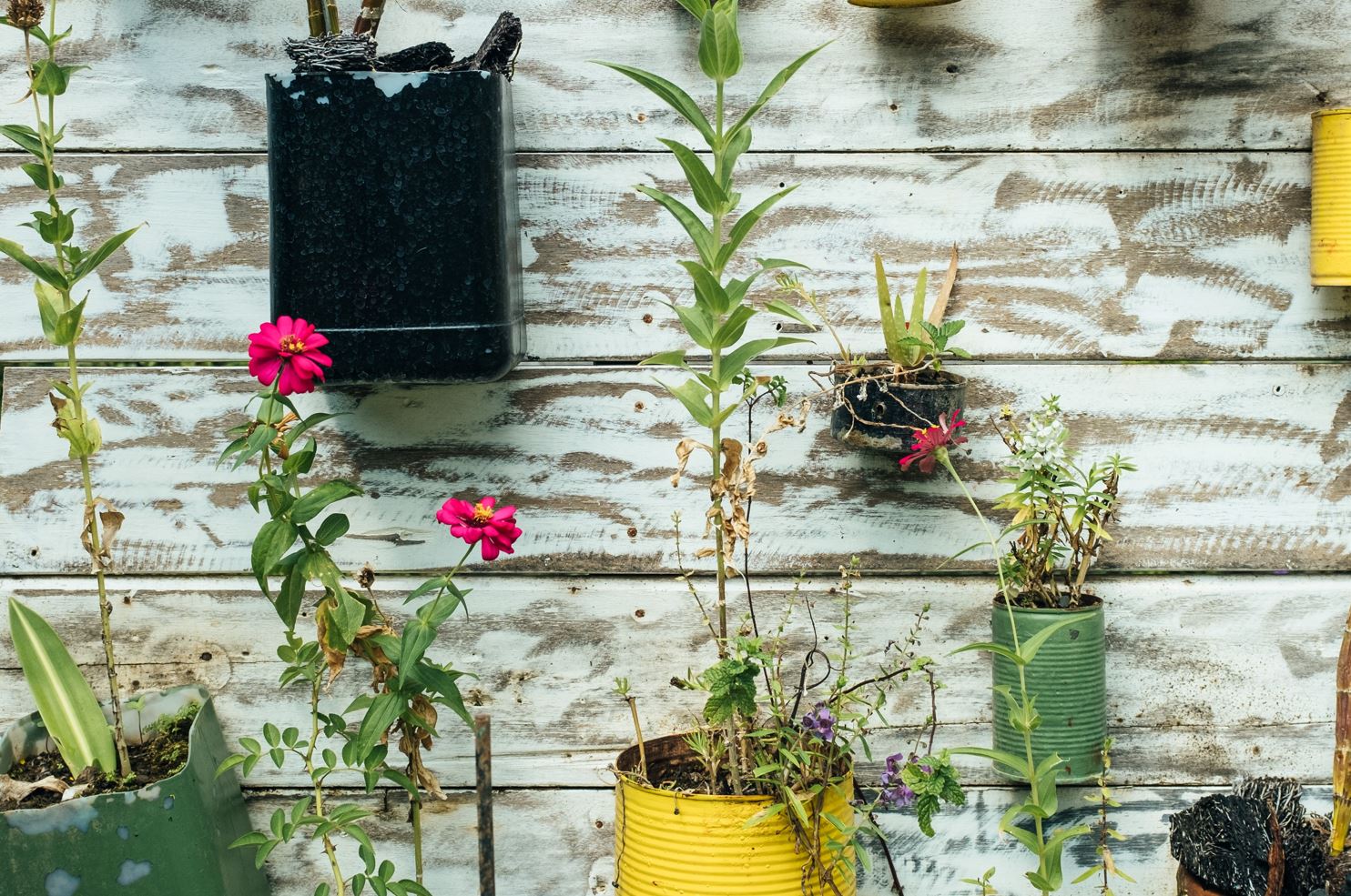 Beautiful plants potted in recycled materials