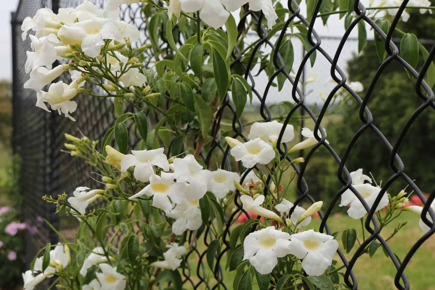 Ozbreed Flat White™ Pandorea jasminoides 3
