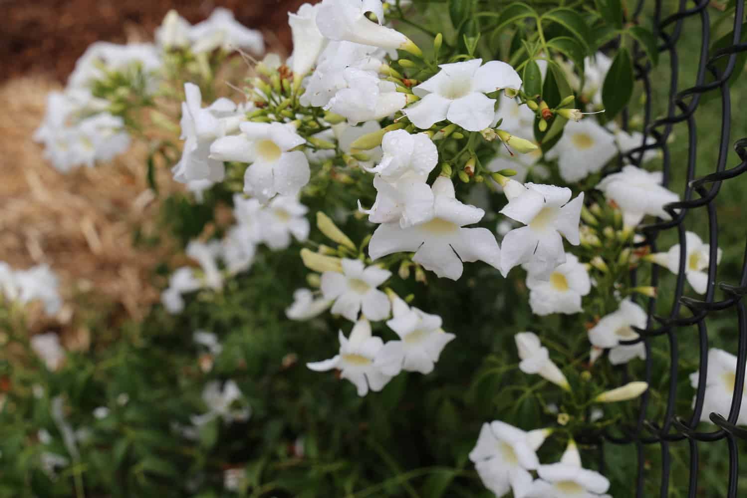 Ozbreed Flat White™ Pandorea jasminoides