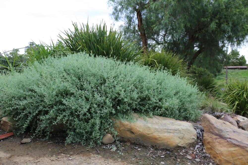 Native plants adapted to Australia’s environment