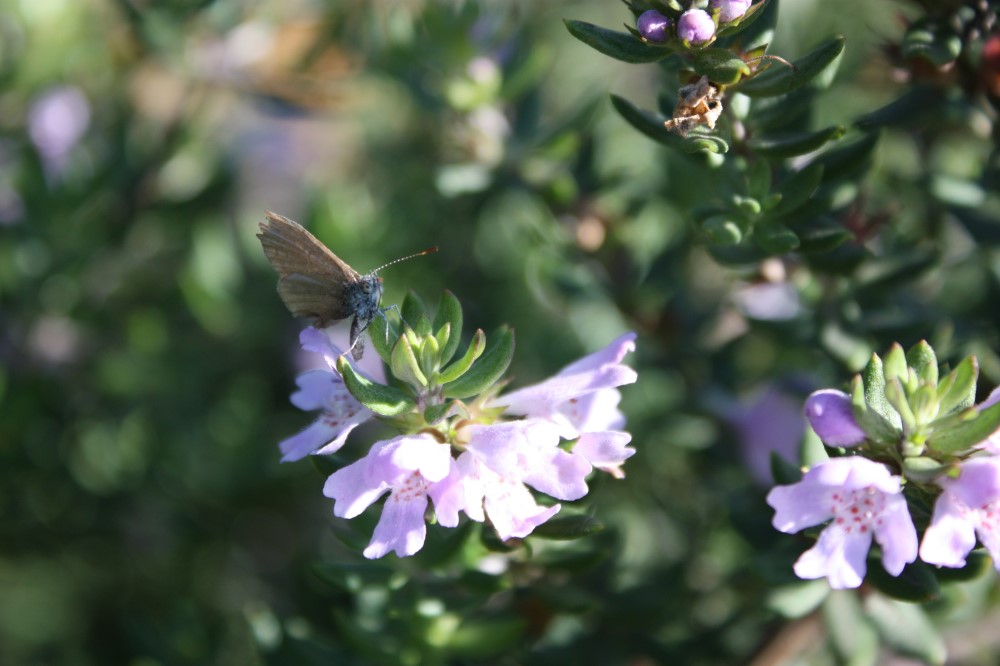 Native plants can attract insects