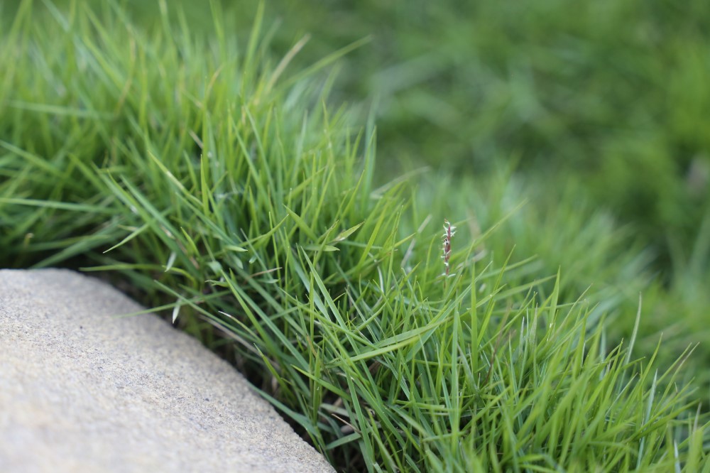 Ozbreed Zen Grass® Zoysia spp. ‘ZOY01’ PBR Intended