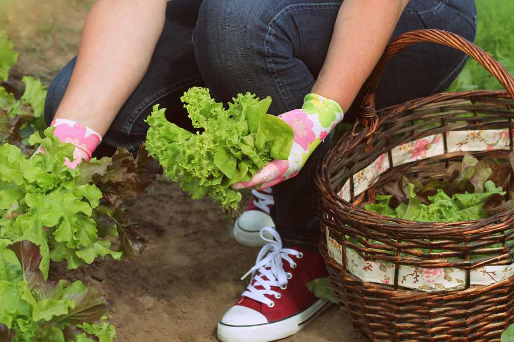 Gardening fosters better nutrition
